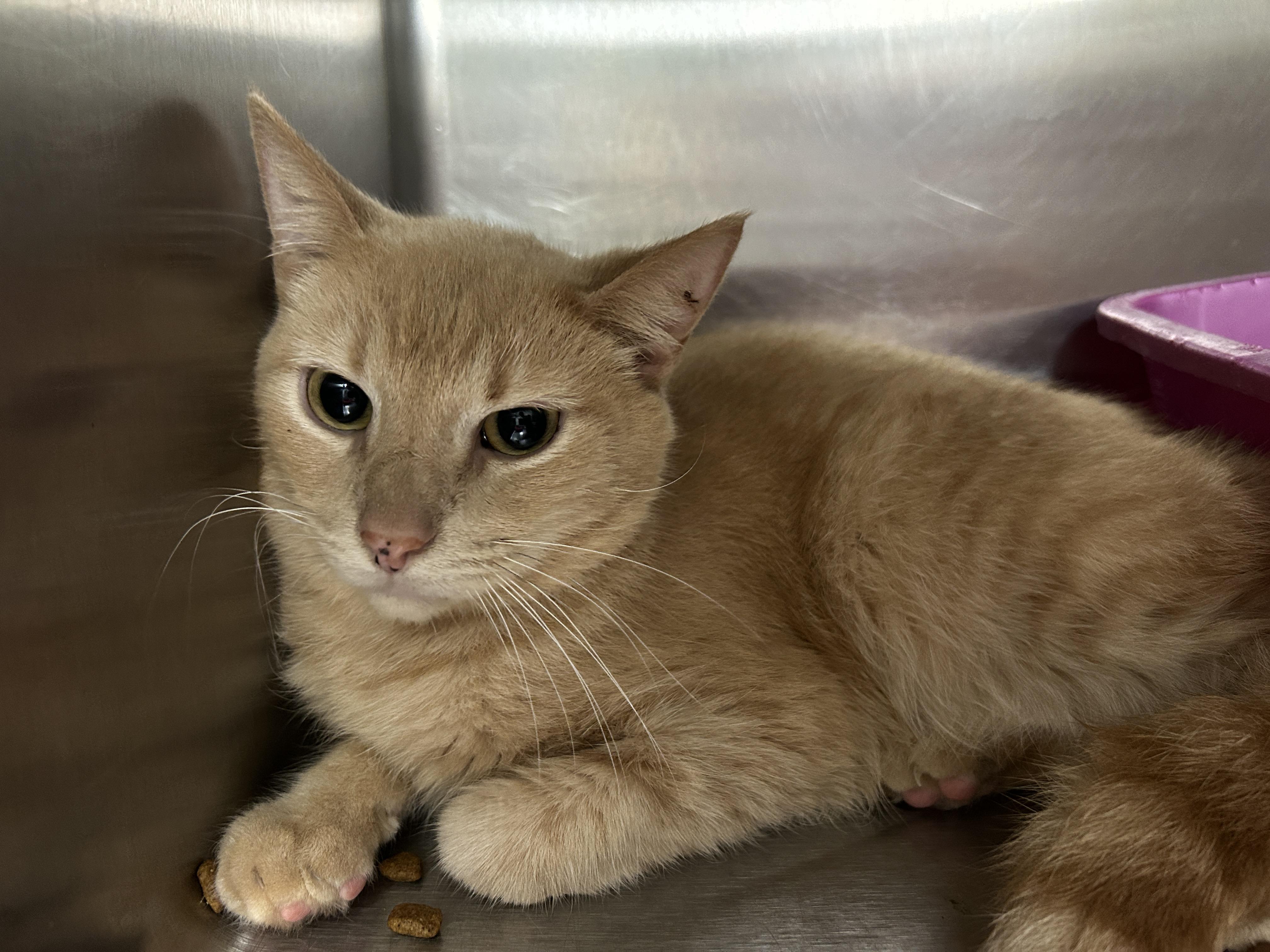 Jack Kelly, a Adoptable Domestic Short Hair in La Grange Park, IL image 6/6