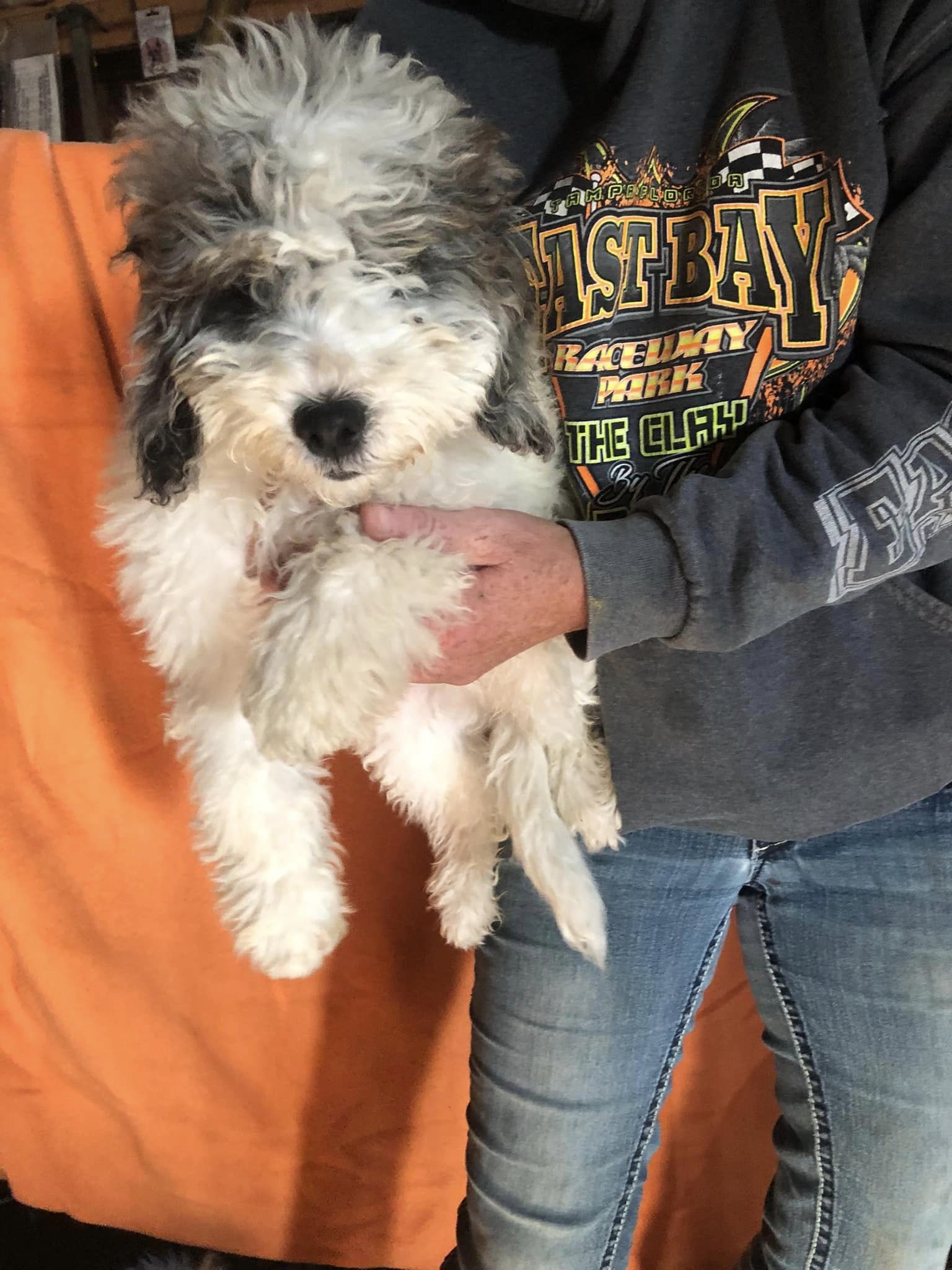 Lee, Baby Male Yorkie Poo