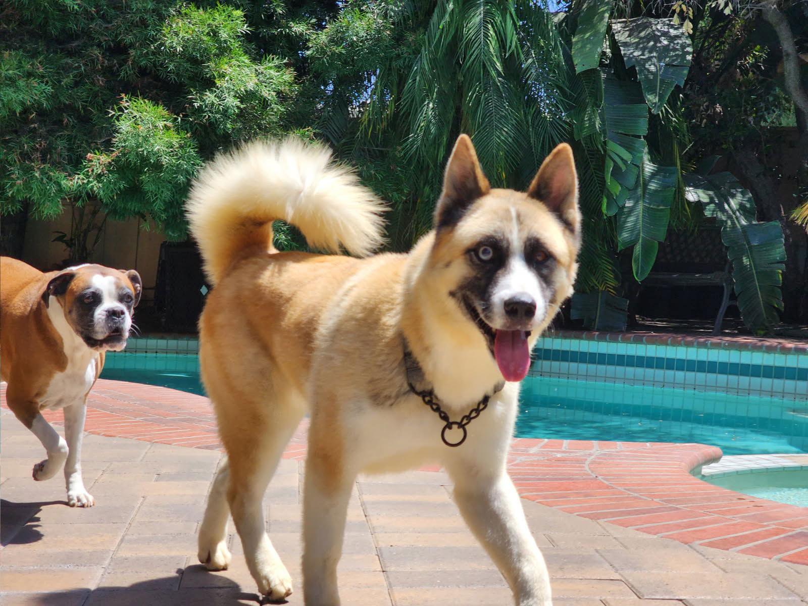 Hatchi, Adoptable, Young Male Akita.