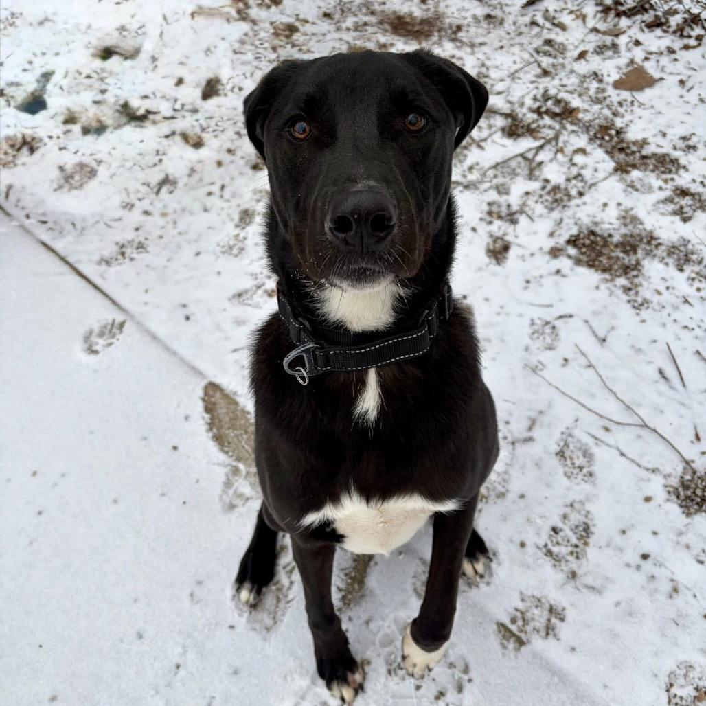 Enlarge Teddy, a Adoptable mixed breed in Pekin, IL image 1/6