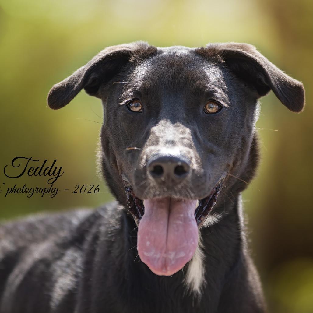 Enlarge Teddy, a Adoptable mixed breed in Pekin, IL image 2/6