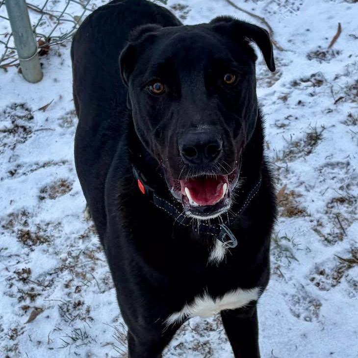 Enlarge Teddy, a Adoptable mixed breed in Pekin, IL image 2/6