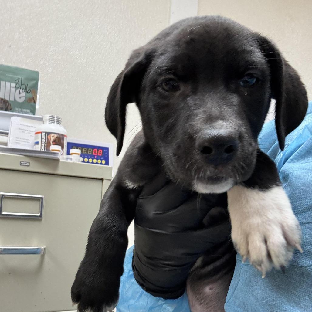 Enlarge Teddy, a Adoptable mixed breed in Pekin, IL image 3/6