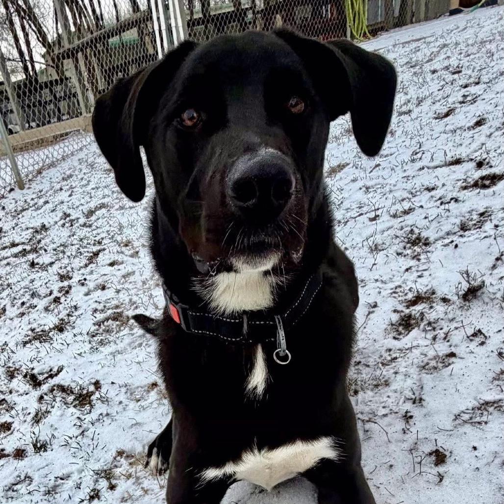 Enlarge Teddy, a Adoptable mixed breed in Pekin, IL image 4/6