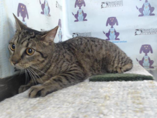 Enlarge IMANI, a Adoptable Domestic Short Hair in Orlando, FL image 1/1
