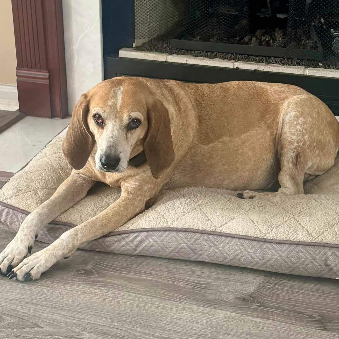 Emma, Adult Female Beagle