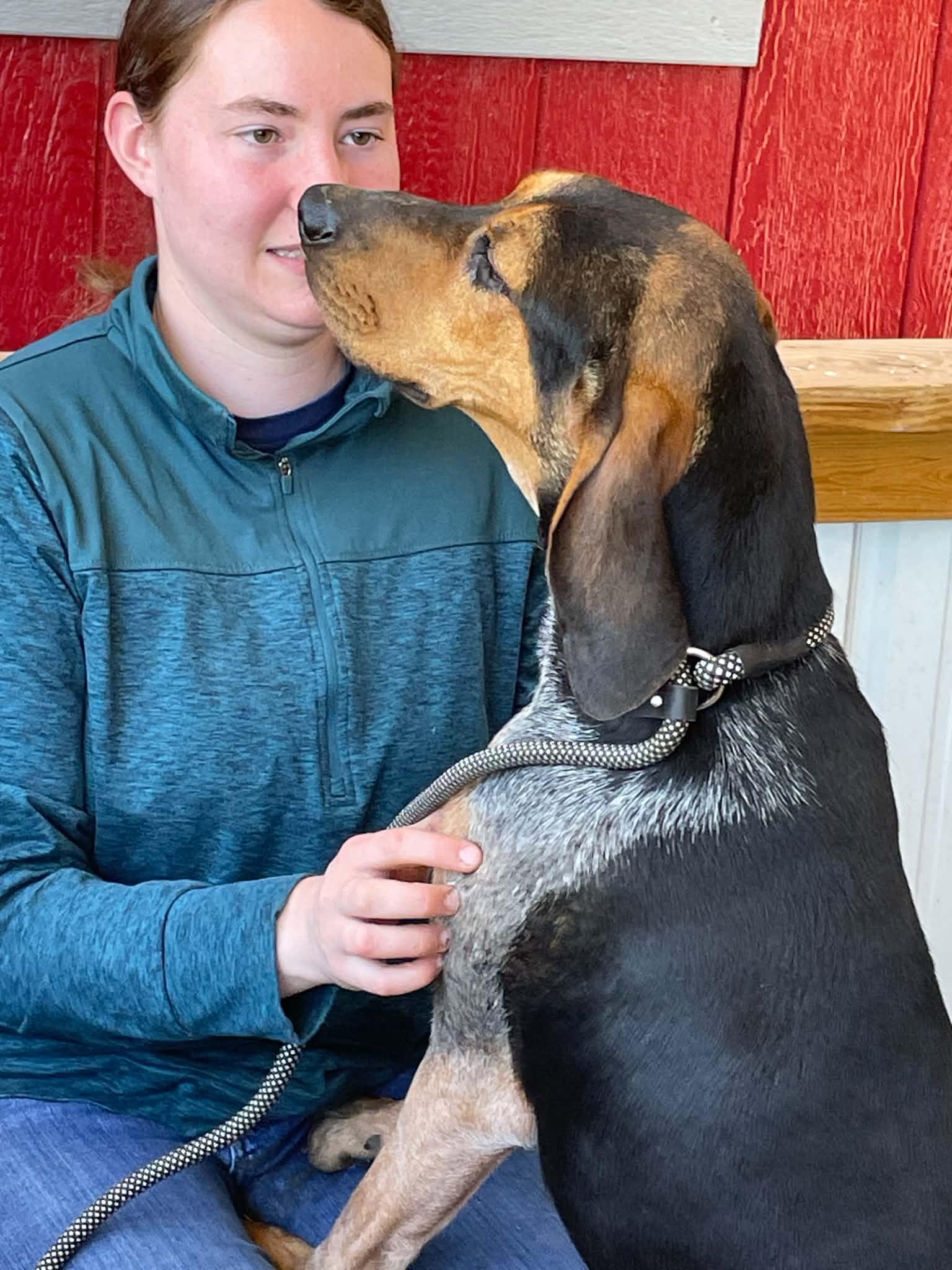 Enlarge Henley, a ADOPTABLE Coonhound in Lexington, MA image 3/5