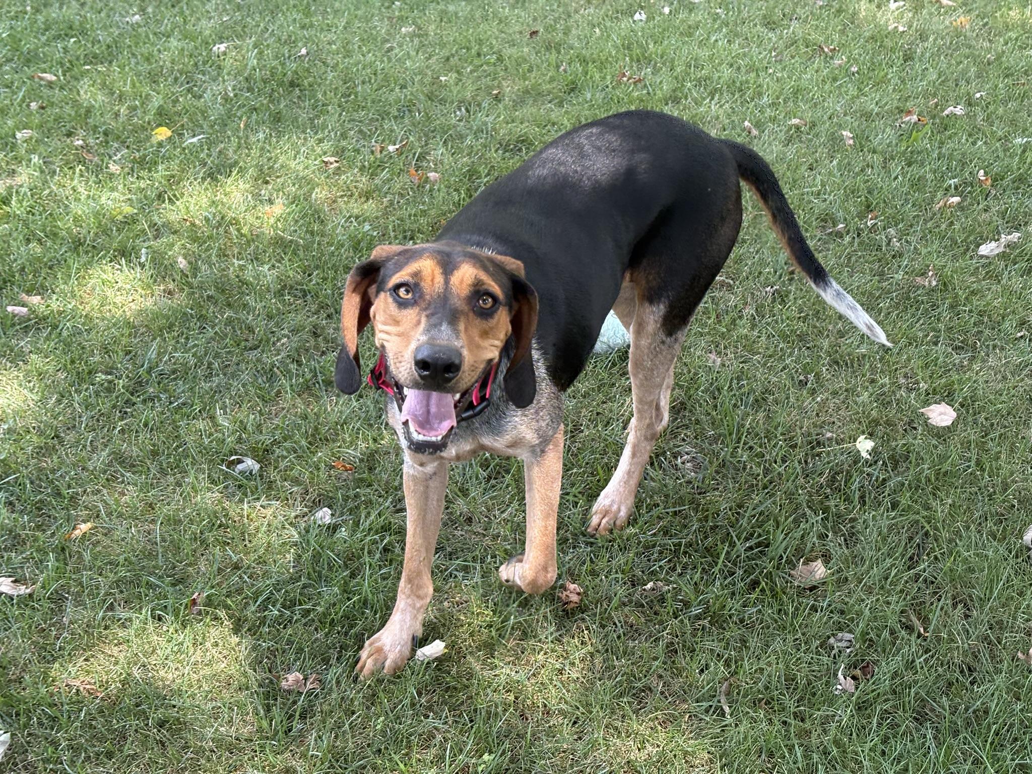 Enlarge Henley, a ADOPTABLE Coonhound in Lexington, MA image 5/5