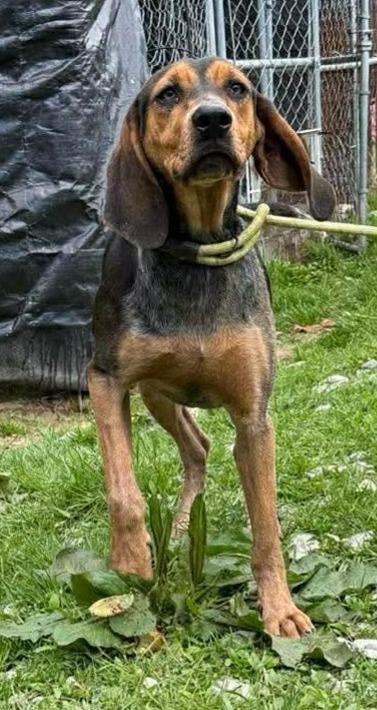 Henley, ADOPTABLE, Young Female Coonhound.