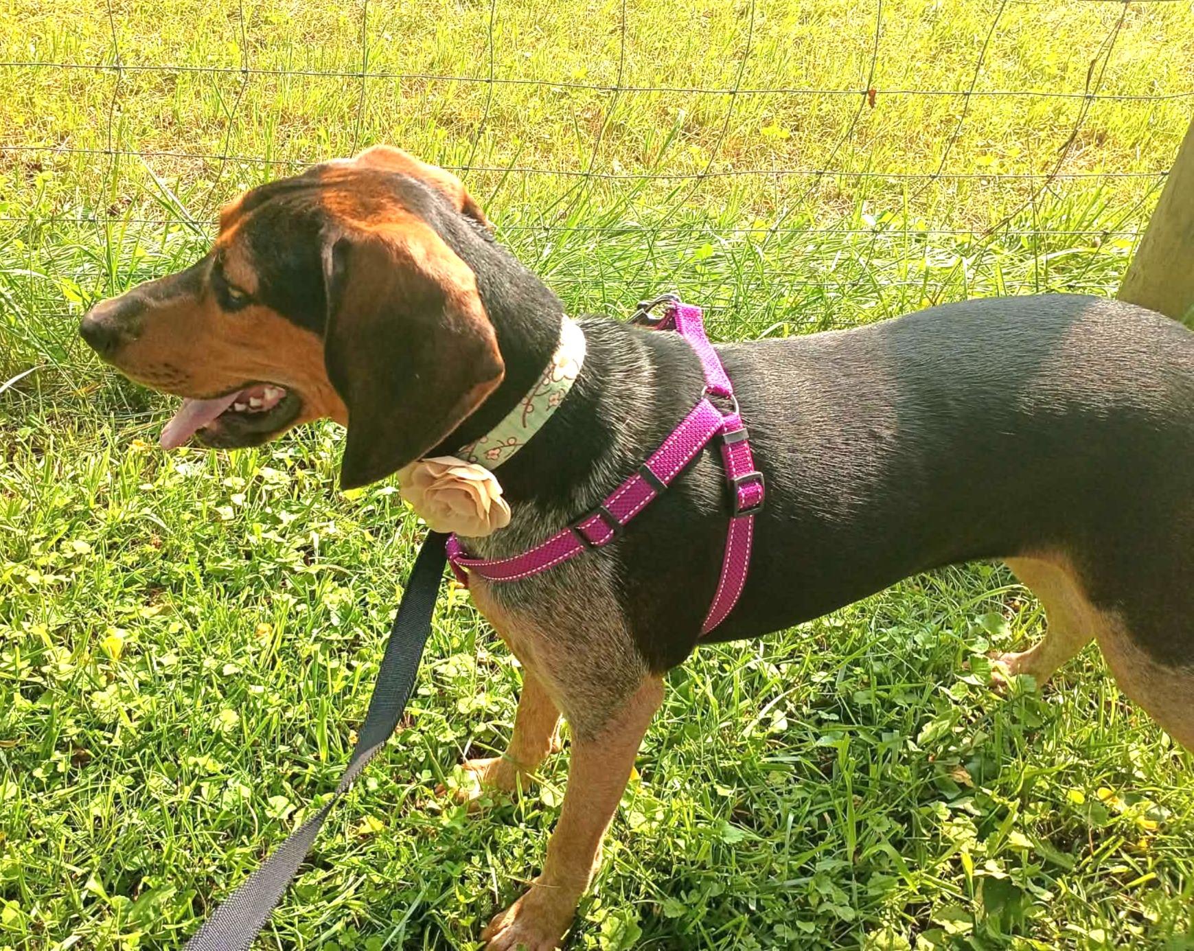 Enlarge Henley, a ADOPTABLE Coonhound in Lexington, MA image 4/5