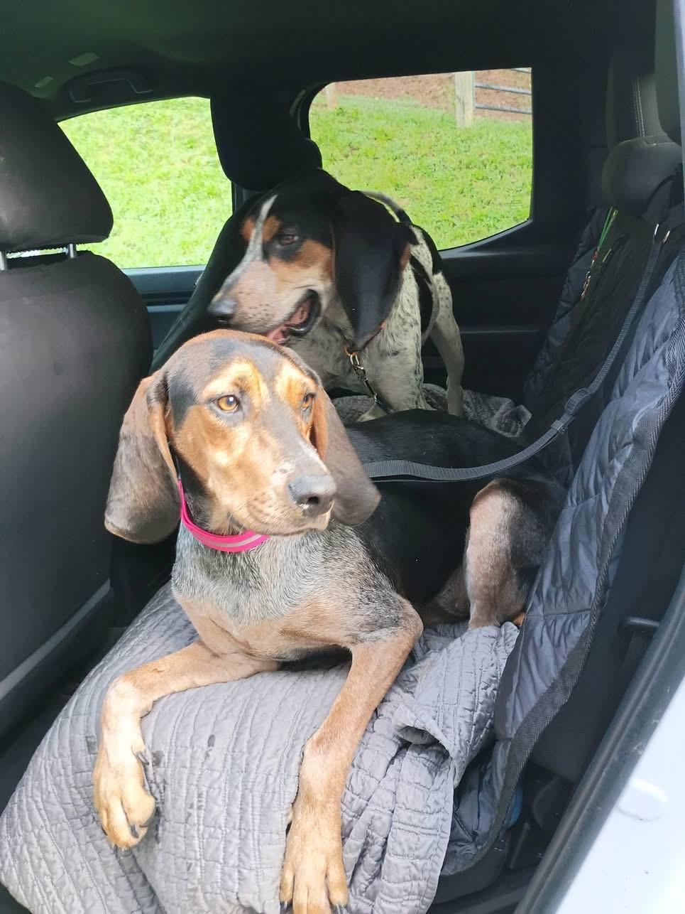 Enlarge Henley, a ADOPTABLE Coonhound in Lexington, MA image 2/5