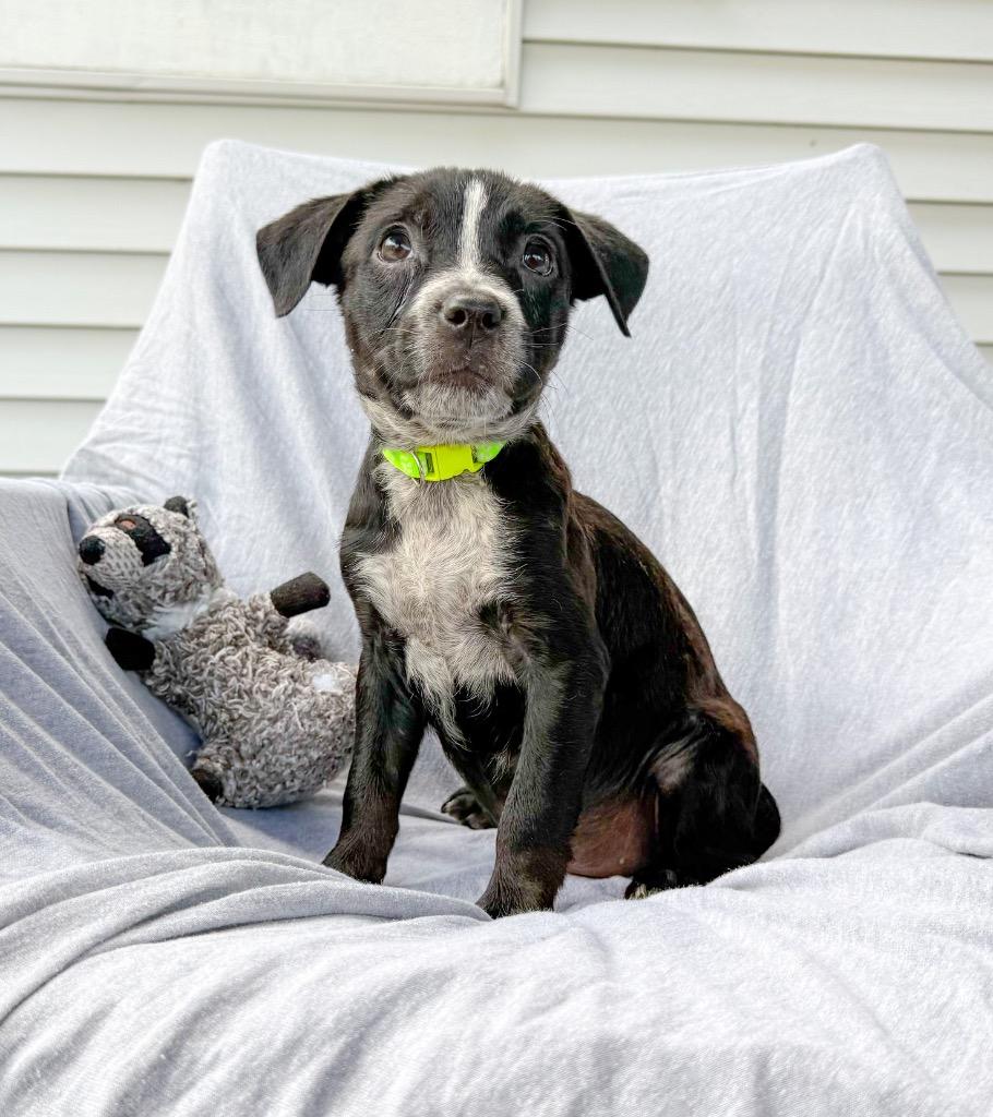 Enlarge Plum, a Adoptable mixed breed in Murray, KY image 1/1