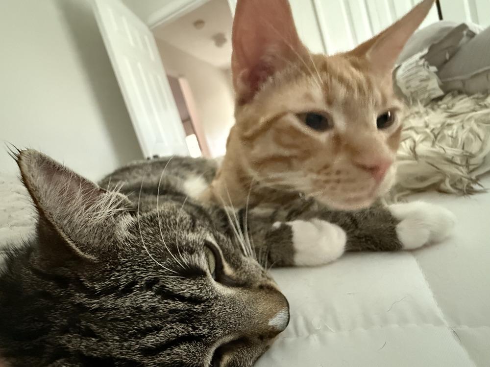 Dodge, Adoptable, Kitten Male Tabby & Domestic Short Hair.