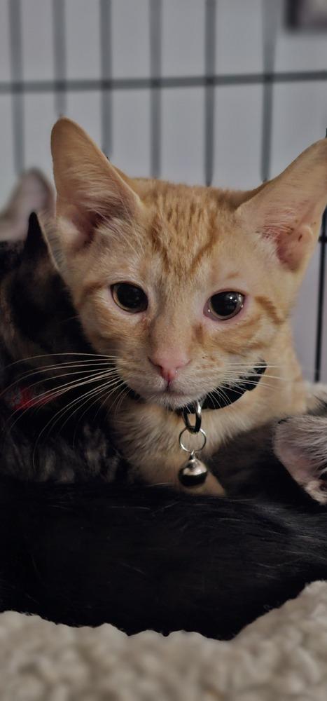 Enlarge Dodge, a Adoptable mixed breed in Saint Augustine, FL image 2/6