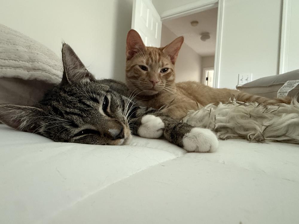 Enlarge Dodge, a Adoptable mixed breed in Saint Augustine, FL image 3/6