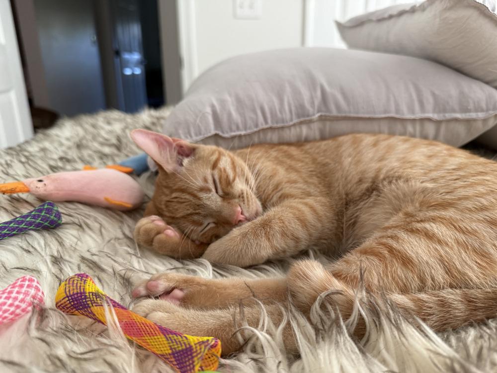 Enlarge Dodge, a Adoptable mixed breed in Saint Augustine, FL image 4/6