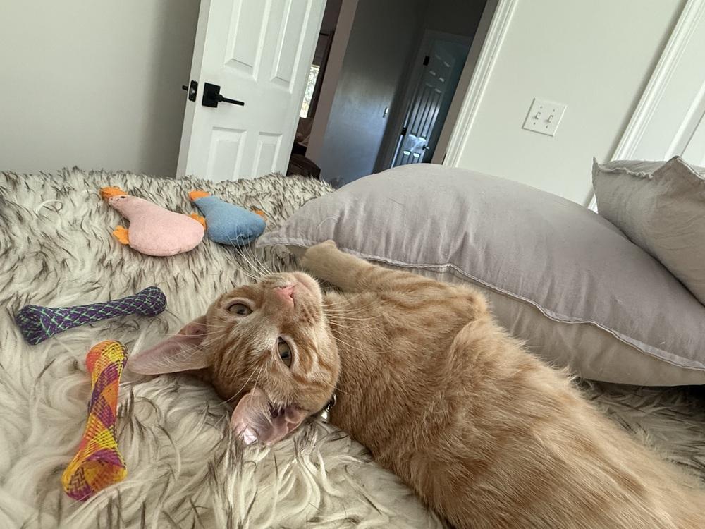 Enlarge Dodge, a Adoptable mixed breed in Saint Augustine, FL image 5/6