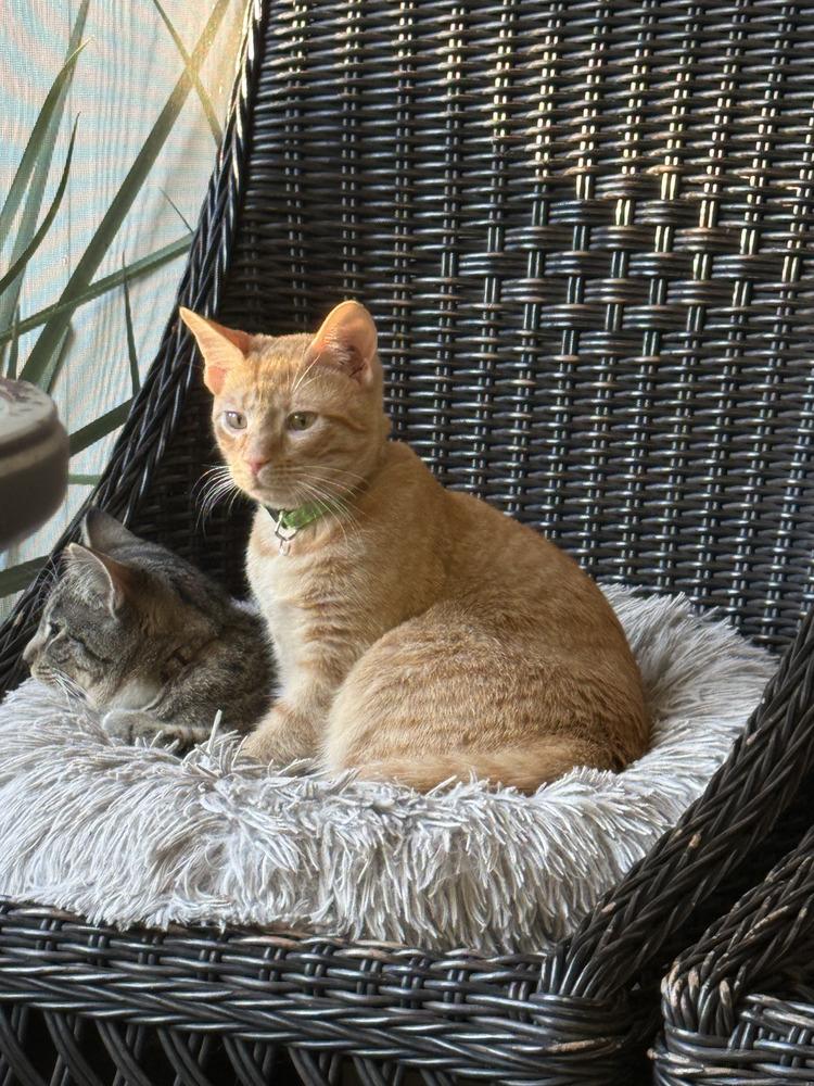 Enlarge Dodge, a Adoptable mixed breed in Saint Augustine, FL image 6/6