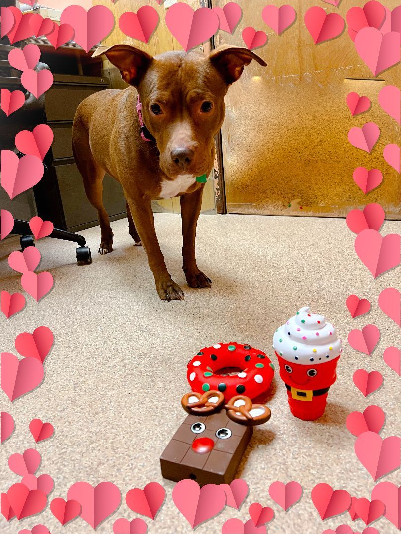 Stevie, a Adoptable mixed breed in Lago Vista, TX image 3/6