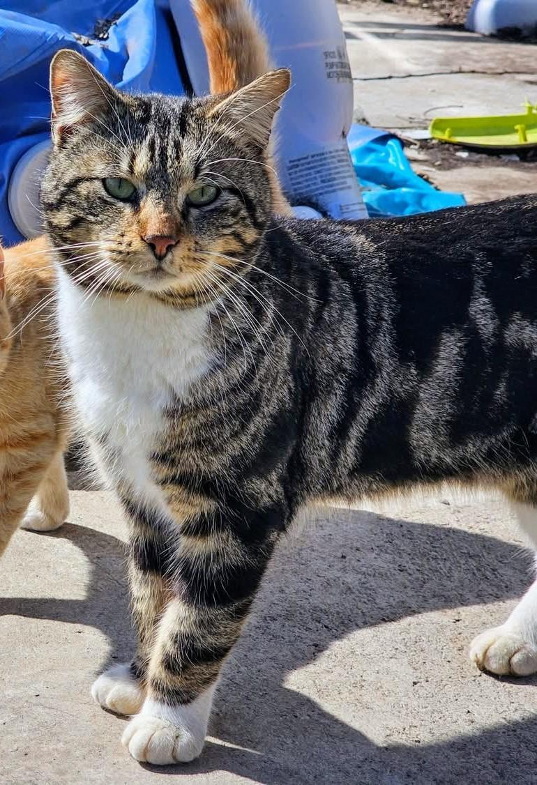 Byron, a Adoptable Domestic Short Hair in Binghamton, NY image 3/4