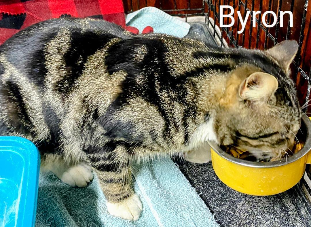 Byron, a Adoptable Domestic Short Hair in Binghamton, NY image 4/4
