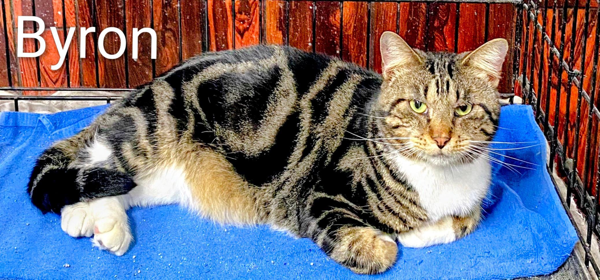 Byron, a Adoptable Domestic Short Hair in Binghamton, NY image 1/4