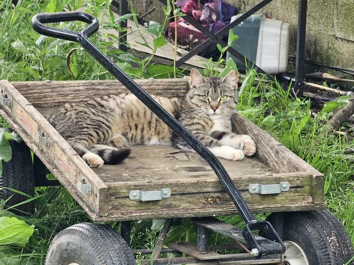 Byron, Adoptable, Adult Male Domestic Short Hair.