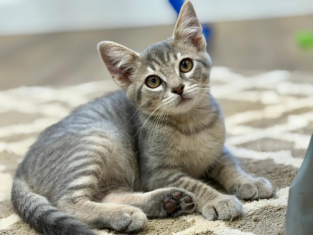 Mannie, an adoptable Domestic Short Hair in Grove City, OH image 2/3