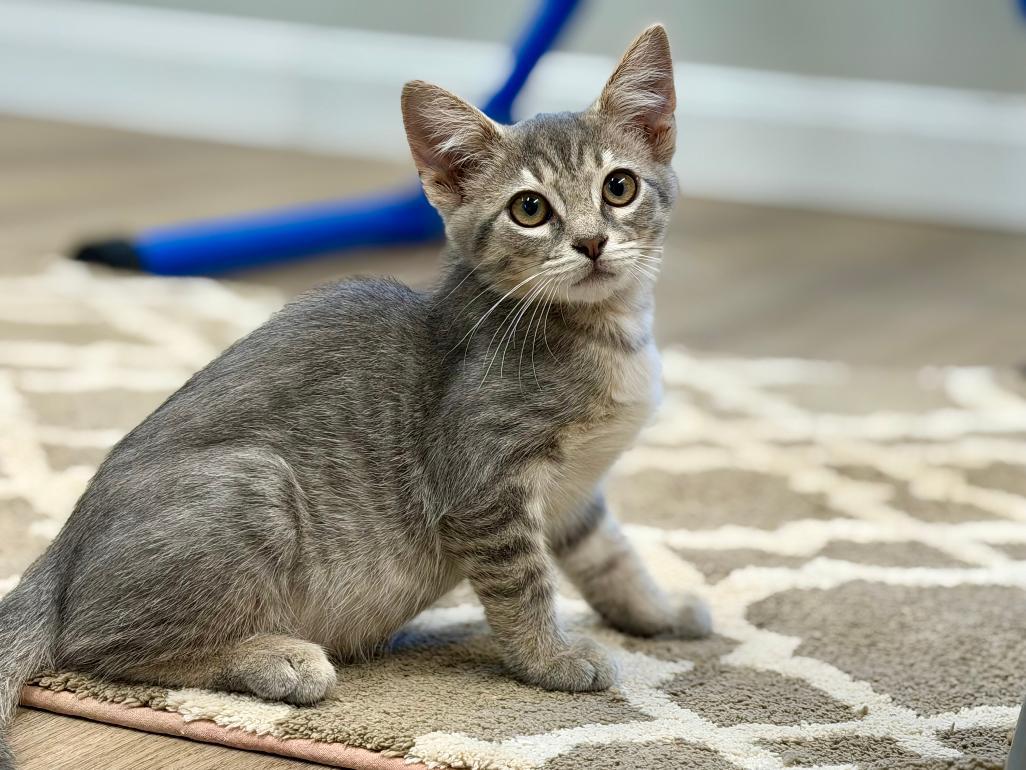 Mannie, an adoptable Domestic Short Hair in Grove City, OH image 1/3