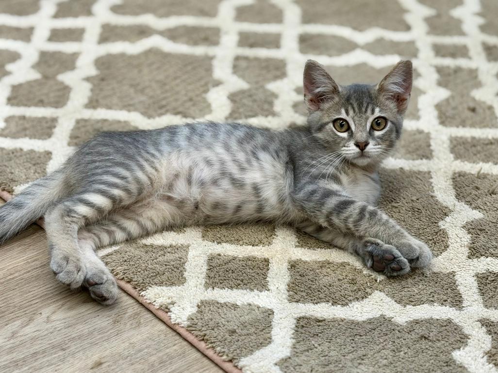 Mannie, an adoptable Domestic Short Hair in Grove City, OH image 3/3