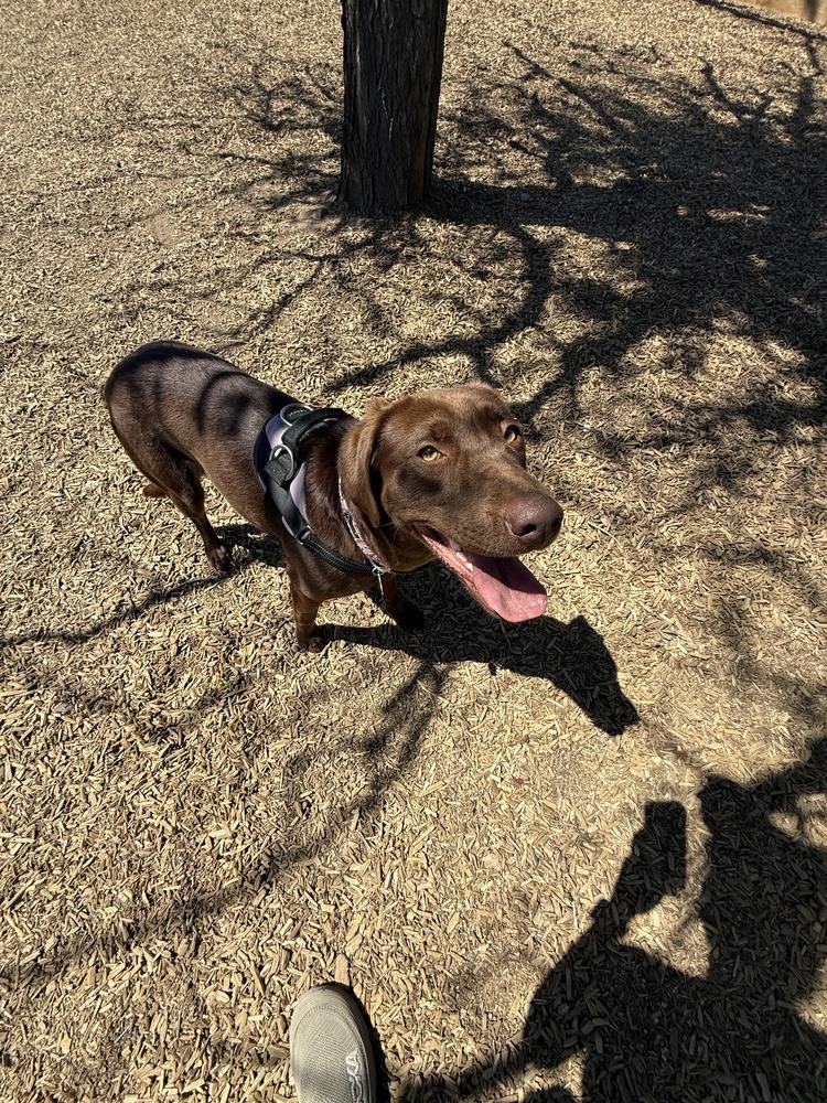 Enlarge Coppeltron / Lindor, a Adoptable Labrador Retriever in Broomfield, CO image 1/5