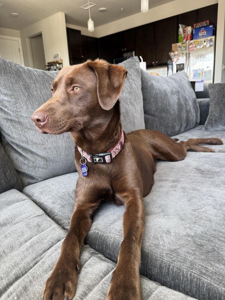 Enlarge Coppeltron / Lindor, a Adoptable Labrador Retriever in Broomfield, CO image 2/5