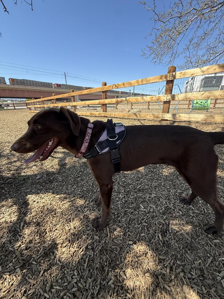 Enlarge Coppeltron / Lindor, a Adoptable Labrador Retriever in Broomfield, CO image 5/5