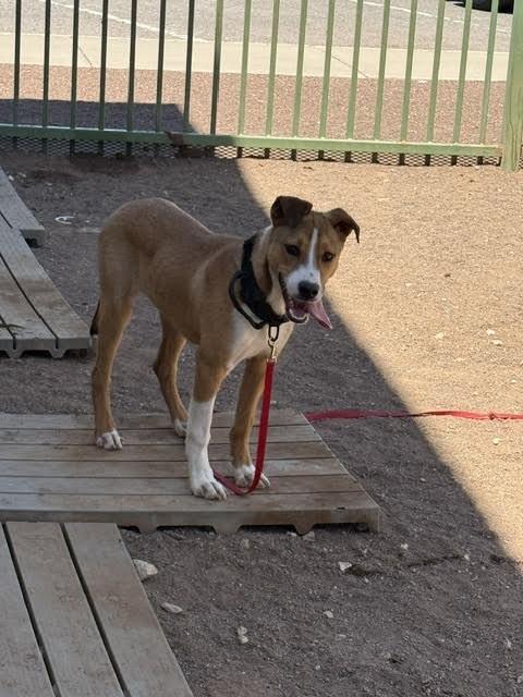 Yamcha, a Adoptable Mixed Breed in Hobbs, NM image 1/6