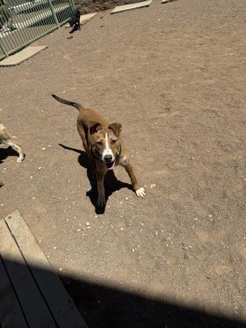 Yamcha, a Adoptable Mixed Breed in Hobbs, NM image 2/6
