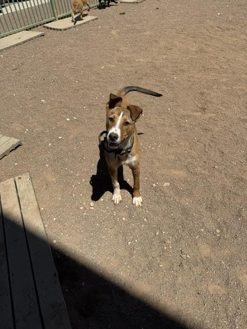 Yamcha, a Adoptable Mixed Breed in Hobbs, NM image 3/6
