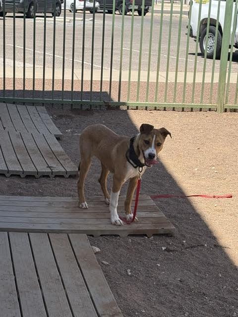 Yamcha, a Adoptable Mixed Breed in Hobbs, NM image 4/6
