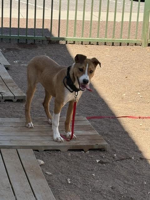 Yamcha, a Adoptable Mixed Breed in Hobbs, NM image 5/6
