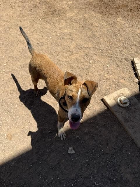Yamcha, a Adoptable Mixed Breed in Hobbs, NM image 6/6