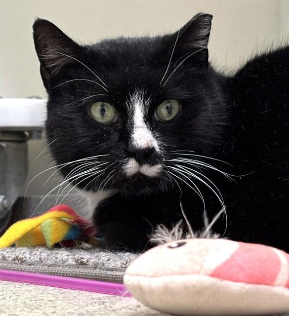 HALEY, Adoptable, Adult Female Domestic Short Hair.