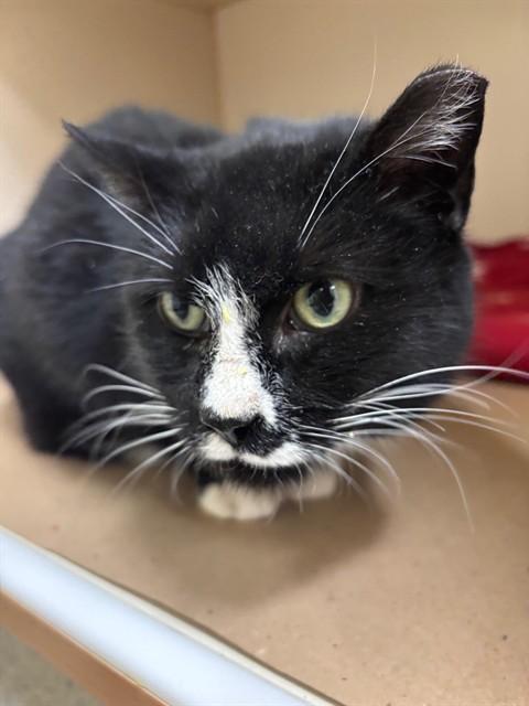 HALEY, Adoptable, Adult Female Domestic Short Hair.