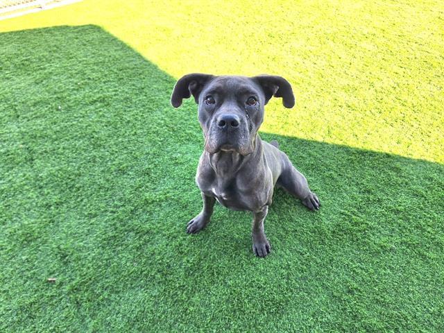 FELINA, Adoptable, Adult Female Boxer & Cane Corso.