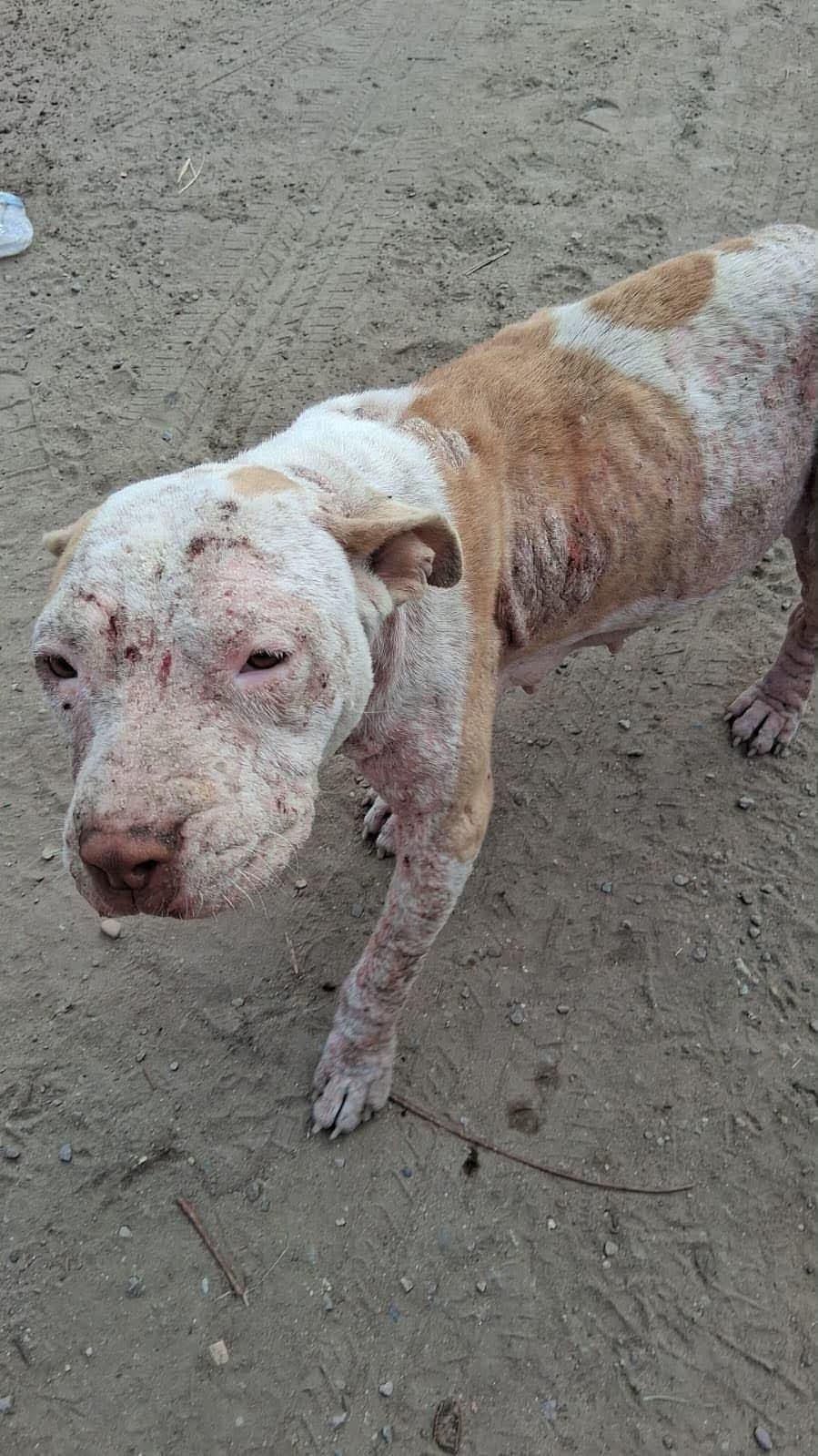 Sunshine, Adoptable, Young Female Pit Bull Terrier.