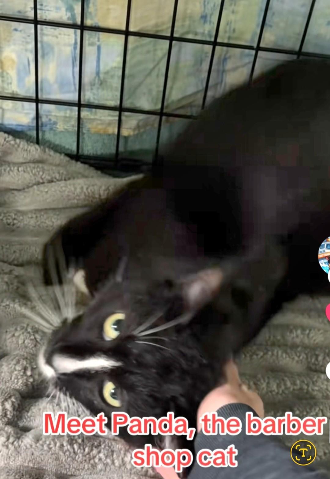 Enlarge Panda, a ADOPTABLE mixed breed in East Brunswick, NJ image 3/4
