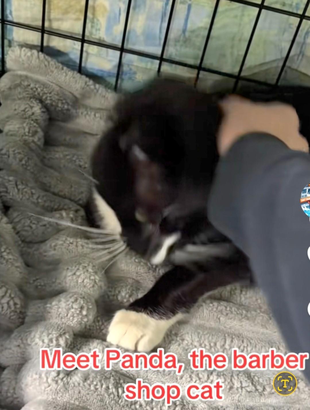 Enlarge Panda, a ADOPTABLE mixed breed in East Brunswick, NJ image 4/4