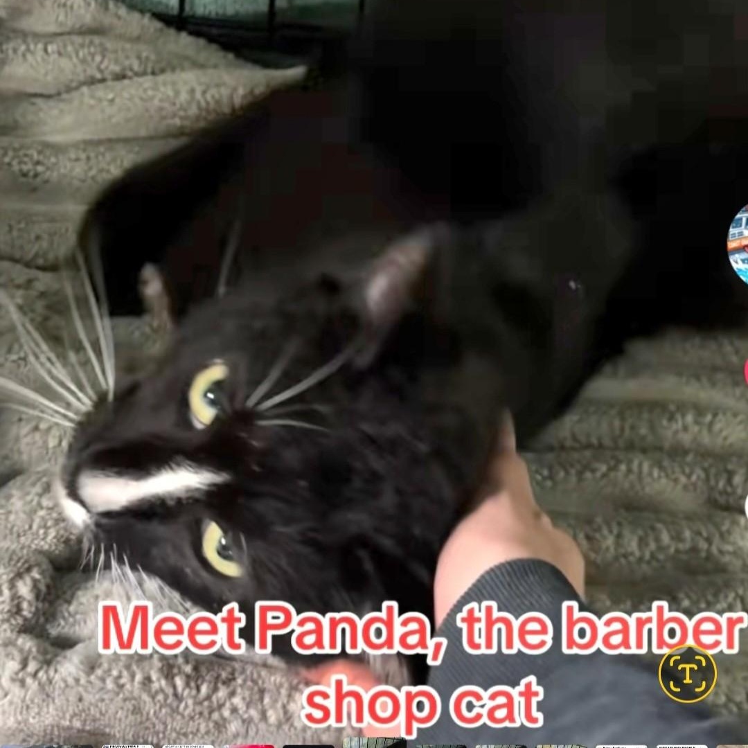 Panda, ADOPTABLE, Young Male Domestic Short Hair & Tuxedo.