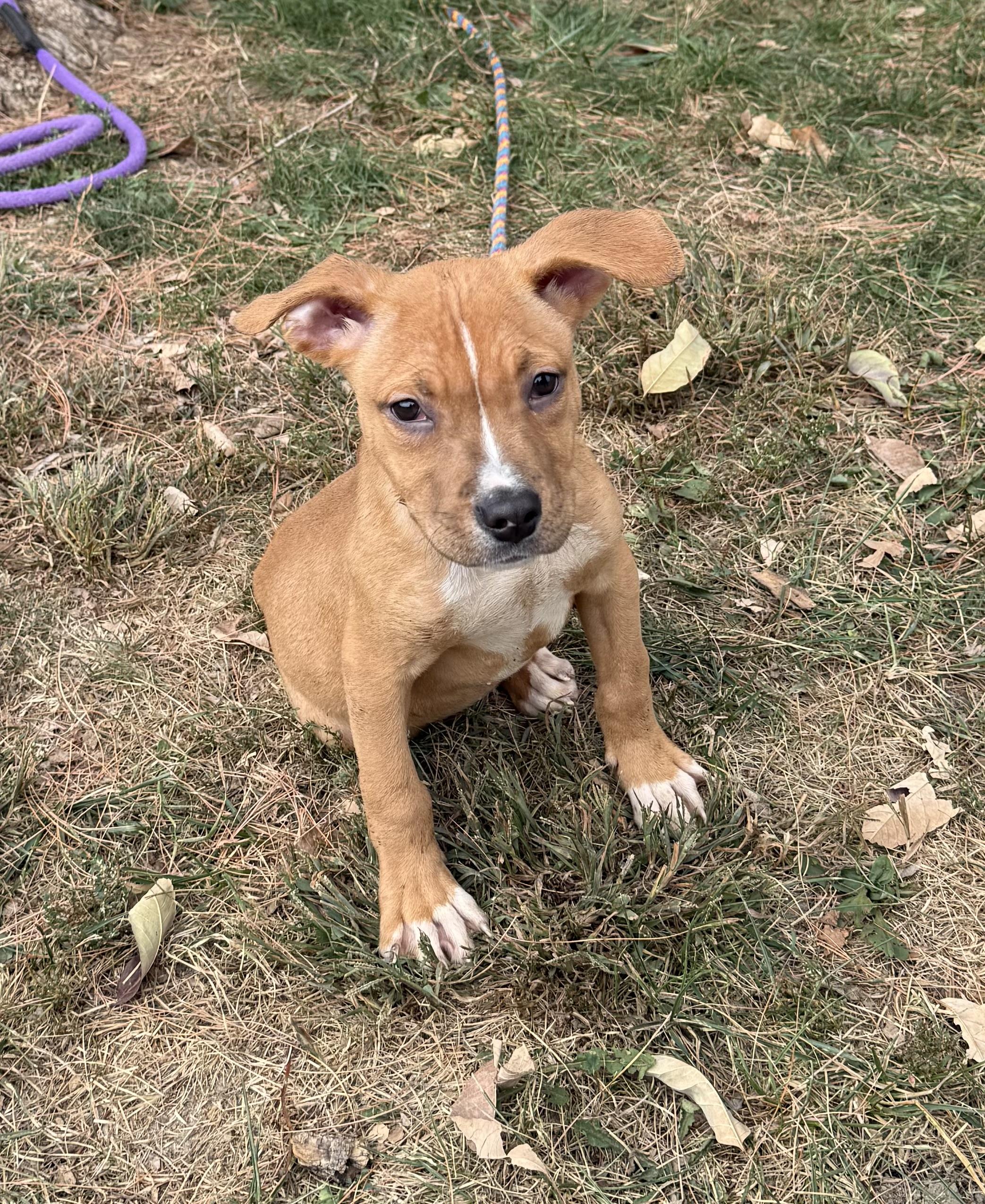 Schubert (in a FOSTER home), Adoptable, Puppy Male Pit Bull Terrier.