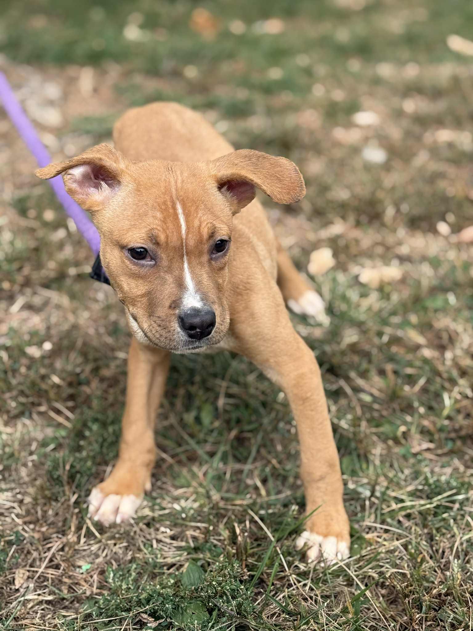 Enlarge Schubert (in a FOSTER home), a Adoptable Pit Bull Terrier in Springfield, IL image 8/12