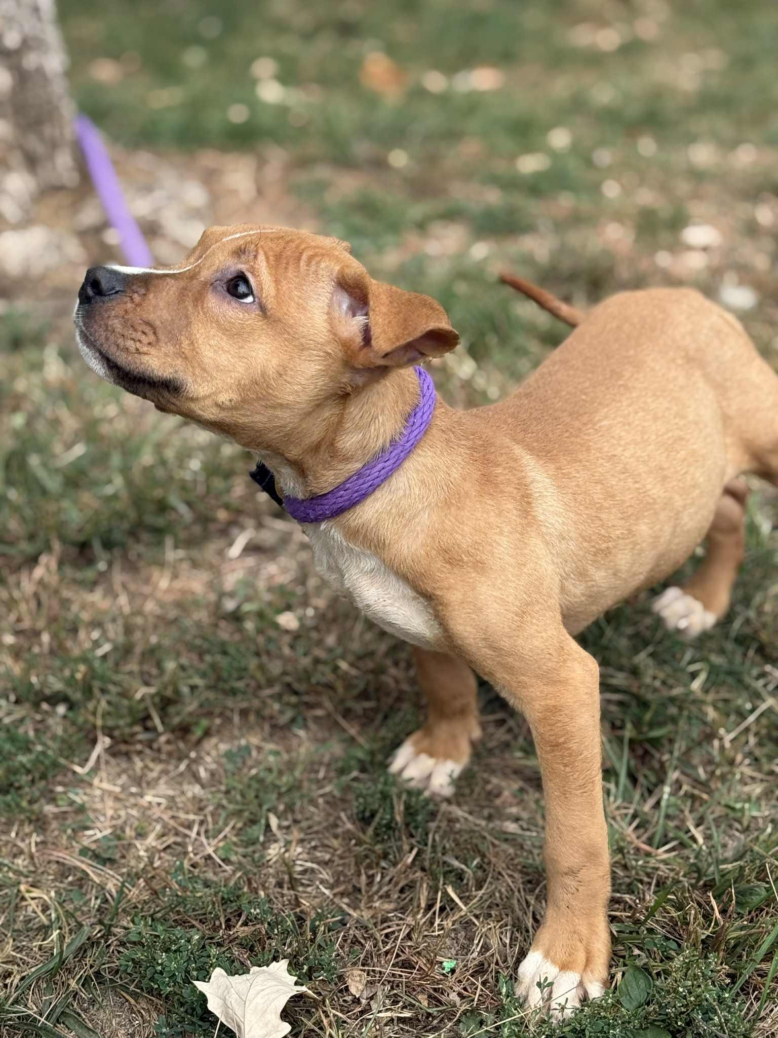 Enlarge Schubert (in a FOSTER home), a Adoptable Pit Bull Terrier in Springfield, IL image 9/12