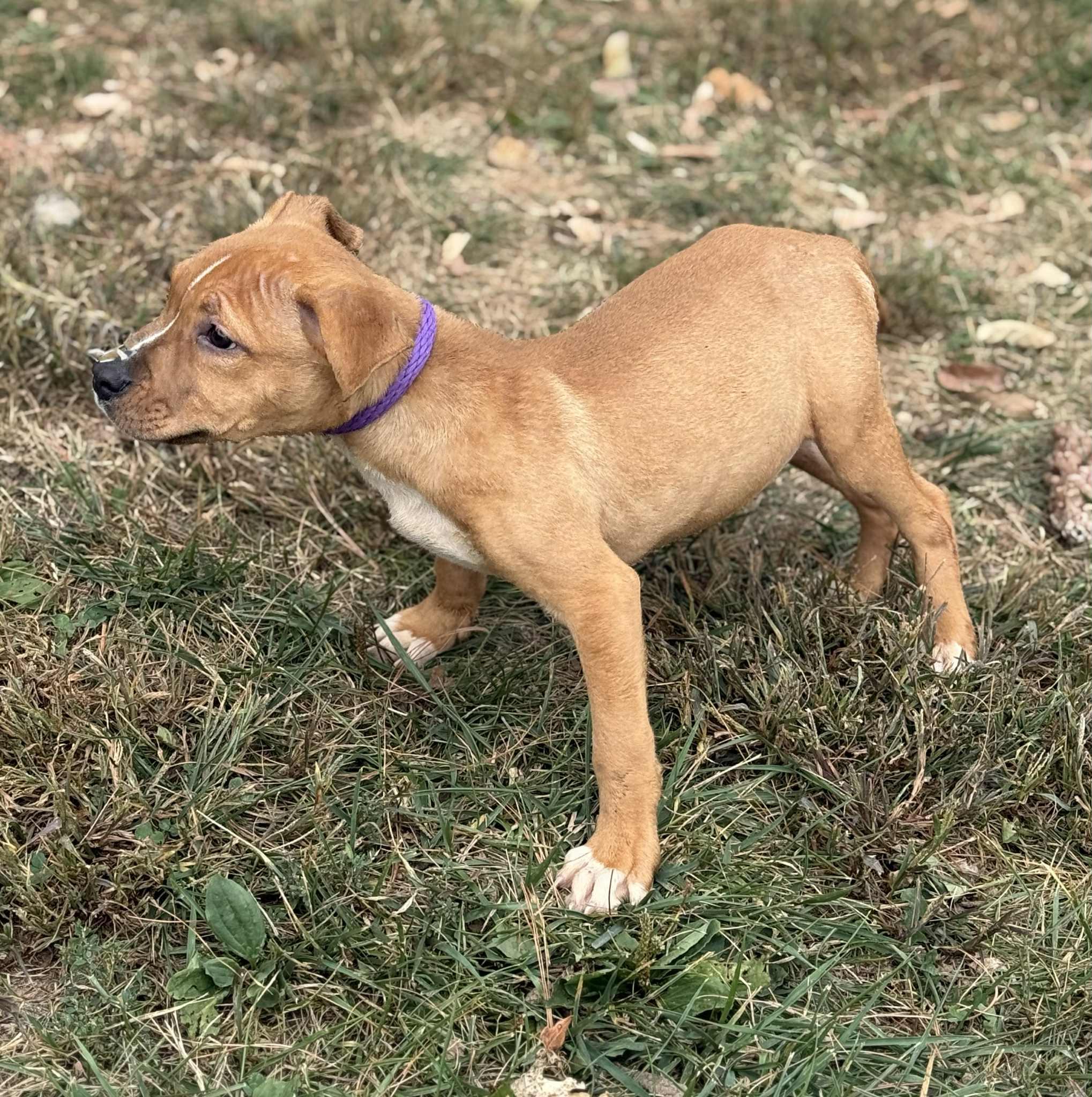 Enlarge Schubert (in a FOSTER home), a Adoptable Pit Bull Terrier in Springfield, IL image 11/12